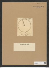 Coscinodiscus concinus var. jonesianus (Grev.) Rattr. (de-Toni-Nr.: Genus 202, Species 5002) Zeichnungen Sammlung Grunow Nr. 8716 (NHMW-BOT-W0378288)